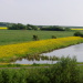 Eiderstedt